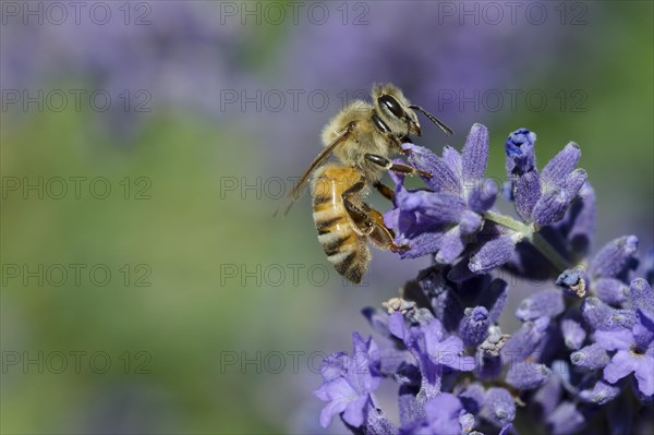 Honey bee