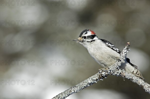 Downy woodpecker