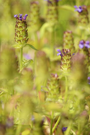 Common selfheal