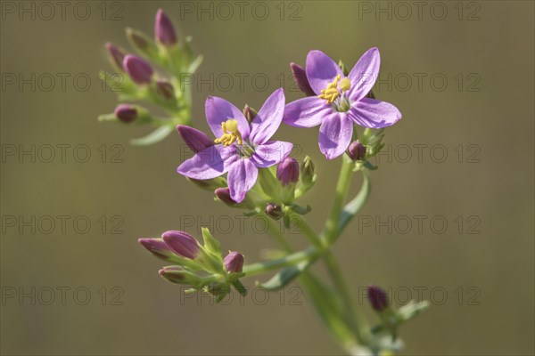 Centaury