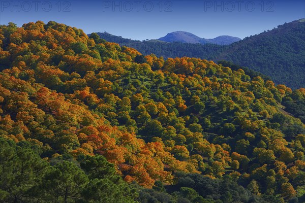 Valle del Genal