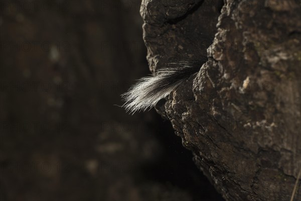 Garden dormouse