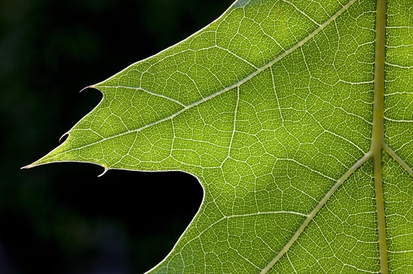 Leaf