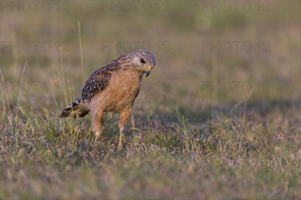 Red-shouldered hawk