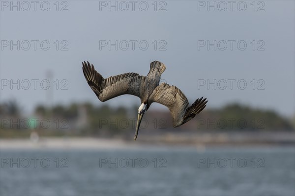 Brown Pelican
