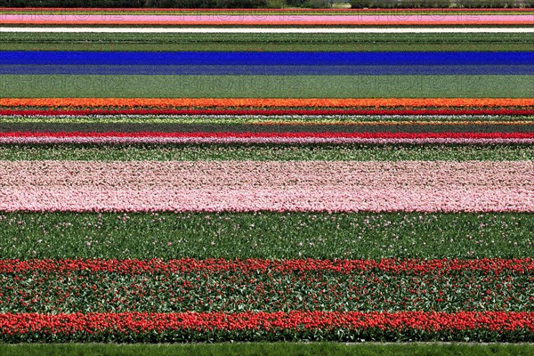 Blooming tulip field near Alkmaar
