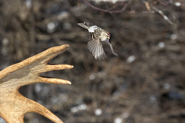 Redpoll Siskin