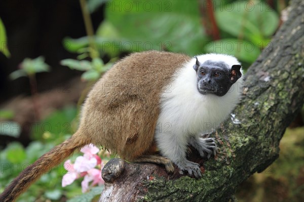 Magpie Tamarin