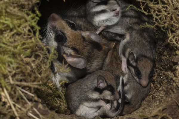 Garden dormouse