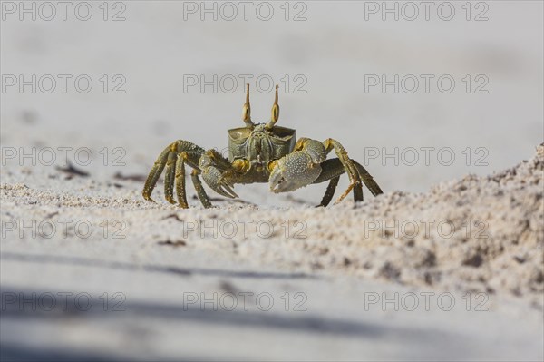 Ghost crab
