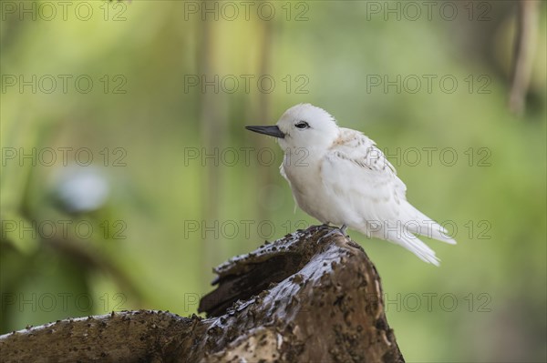 White tern