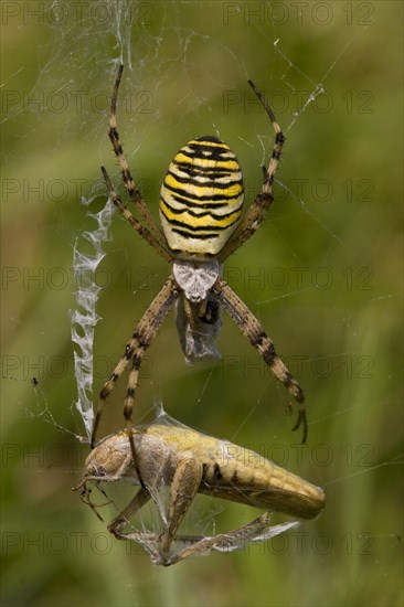 Wespenspinne wasp