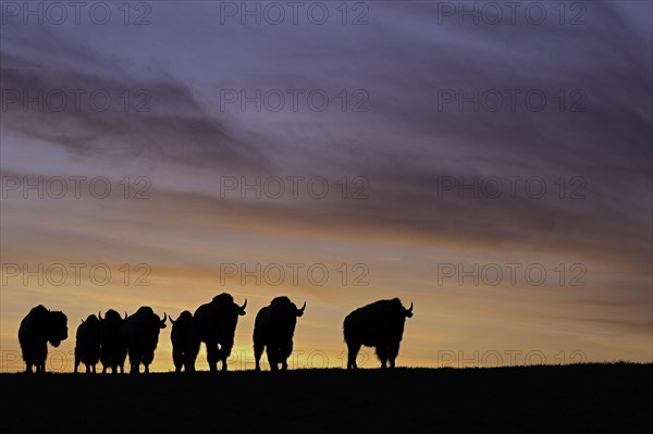 Amerikanischer Bison