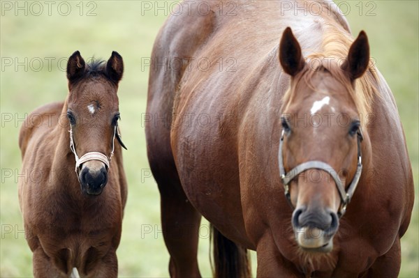 English thoroughbred horse