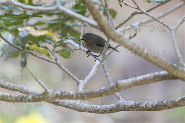 Seychelles white eye