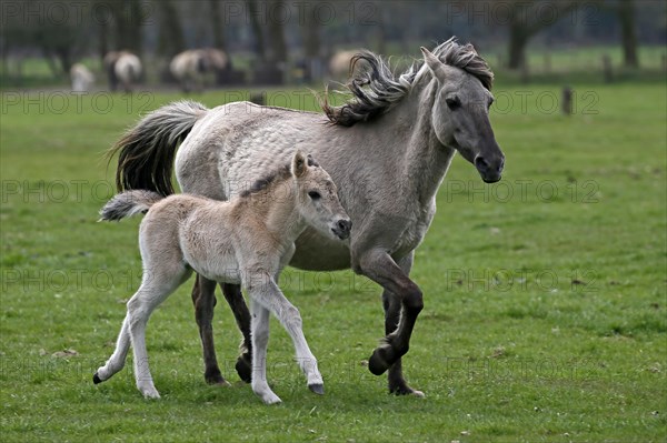 Wild Horse Duelmen