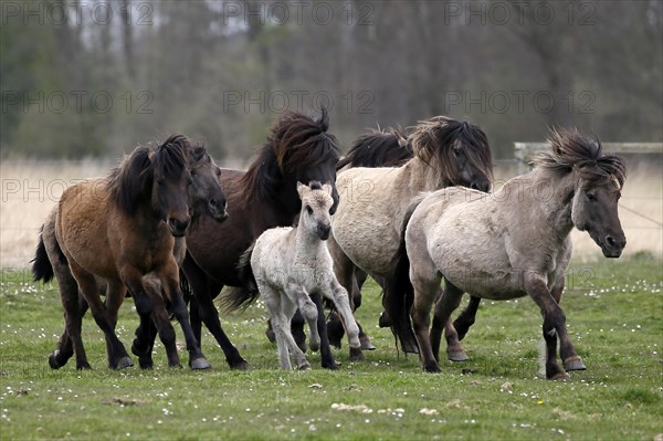 Wild Horse Duelmen