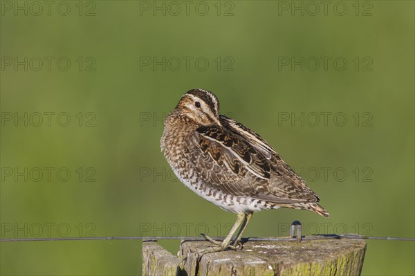 Common snipe