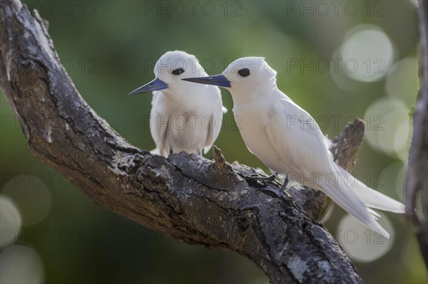 White tern