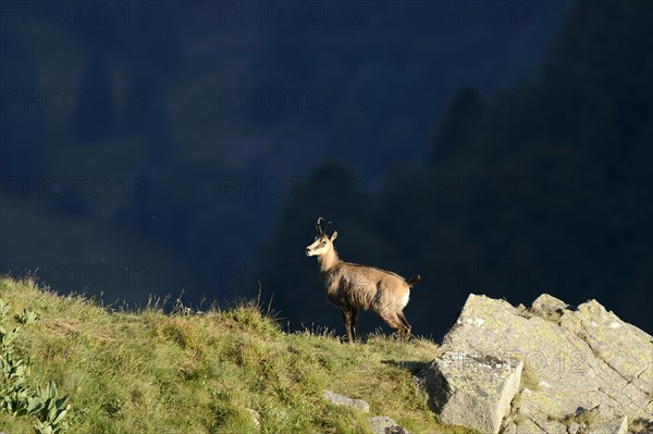 Chamois