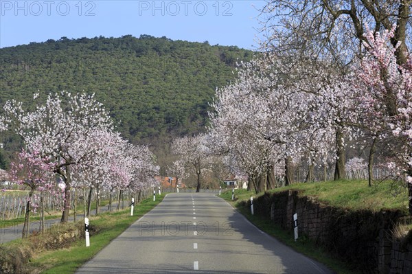 Almond tree