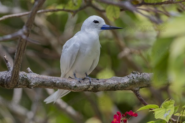 White tern