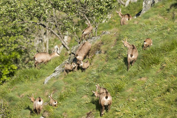 Chamois
