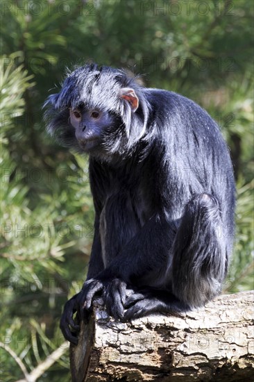 Javan langur