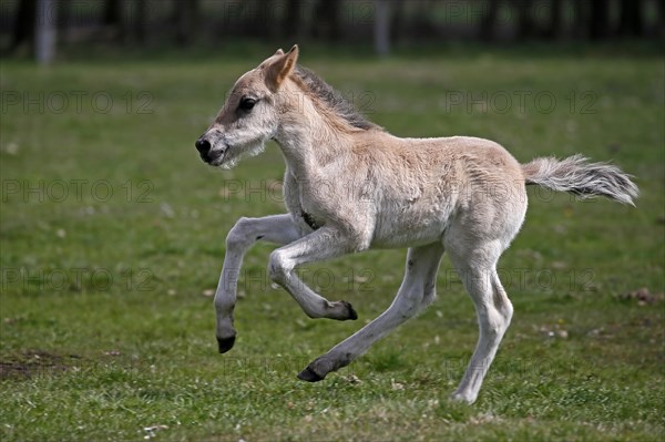 Wild Horse Duelmen