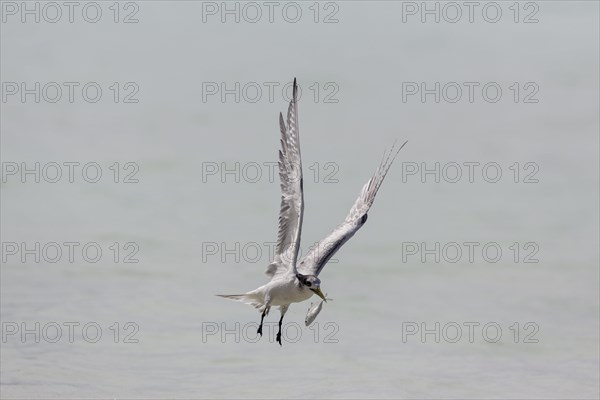 Greater Crested Tern