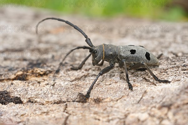 Mourning buck