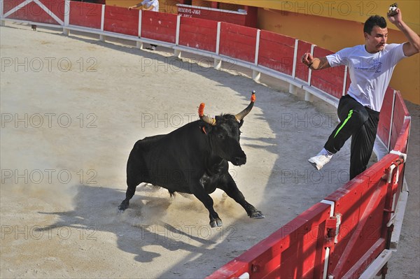 Bullfight