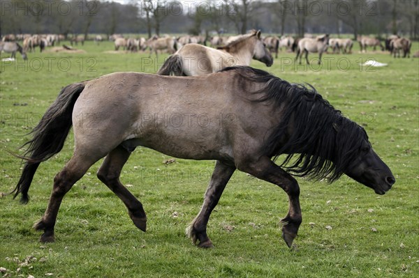 Wild Horse Duelmen