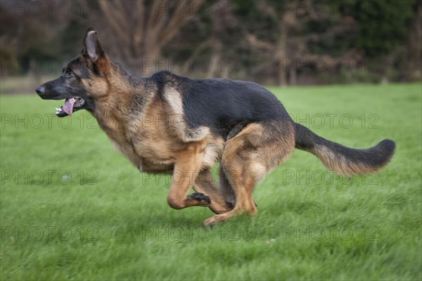 German Shepherd or Alsatian