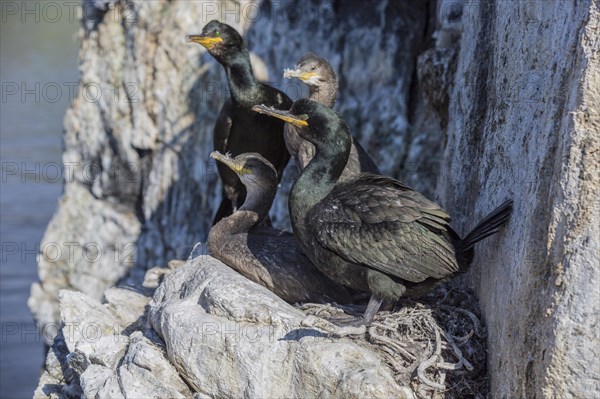 Common shag