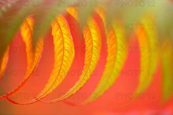 Staghorn sumac