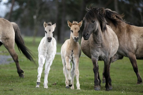 Wild Horse Duelmen