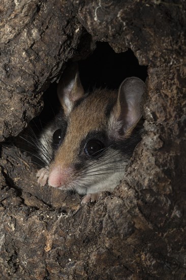 Garden dormouse
