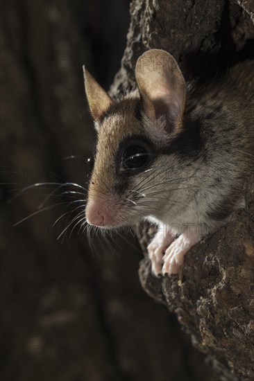 Garden dormouse