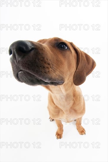 Rhodesian Ridgeback