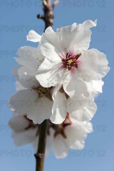 Almond