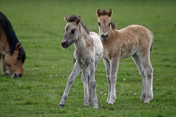 Wild Horse Duelmen