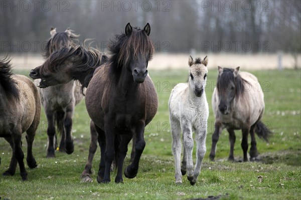Wild Horse Duelmen