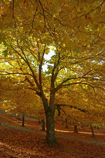 Chestnut