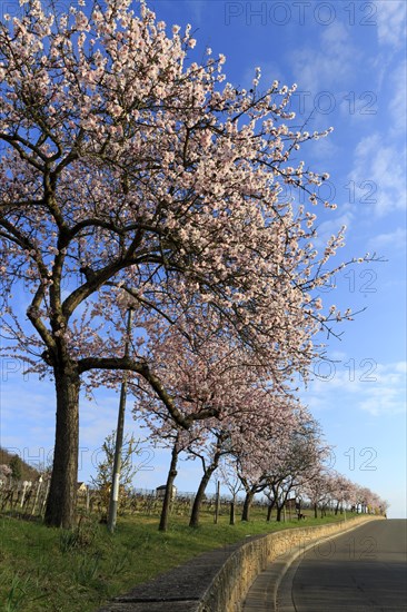 Almond tree