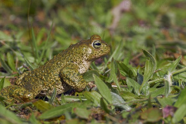 Natterjack Toad