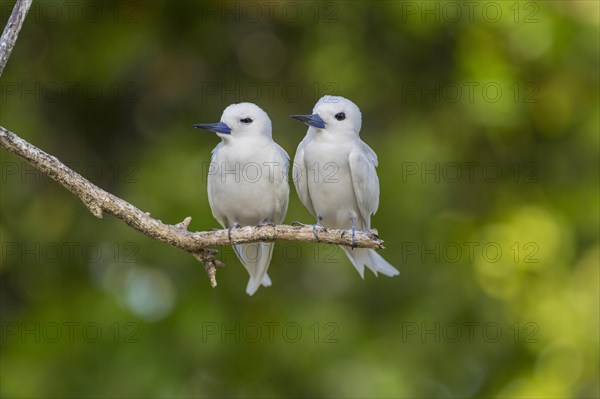 White tern