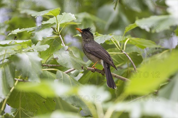 Seychelles bulbul
