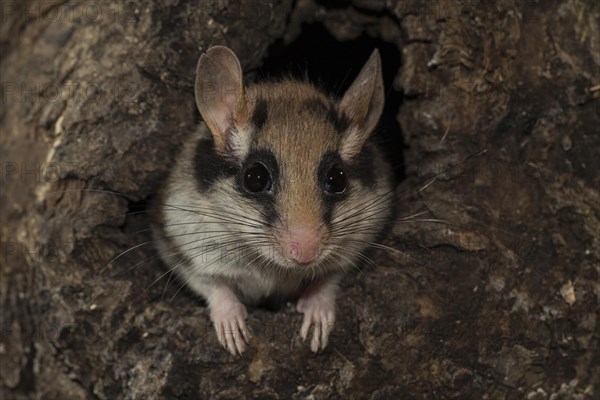 Garden dormouse