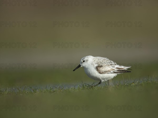Sanderling